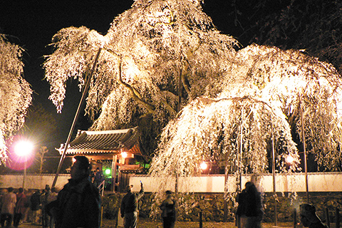 しだれ桜　清雲寺