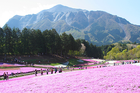 芝桜の丘