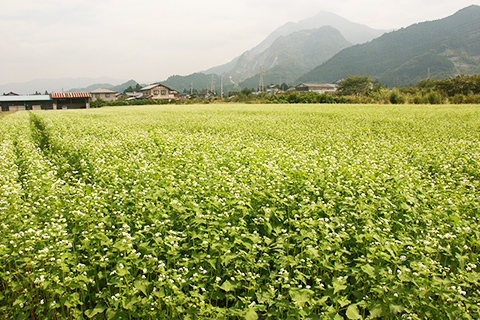 そばの花　荒川白久、上田野