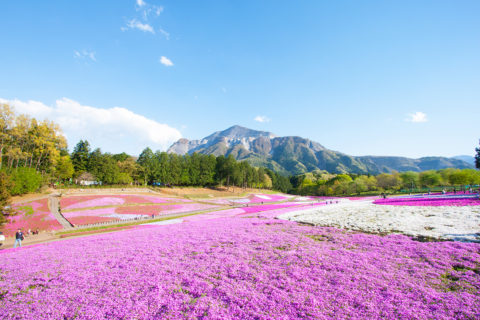 芝桜の丘