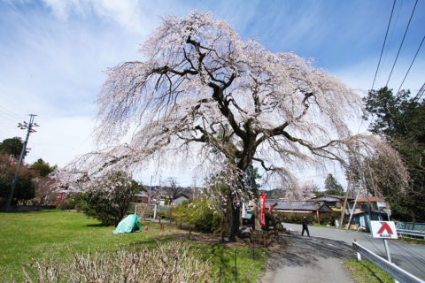 長泉院のしだれ桜