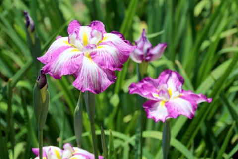 花しょうぶ