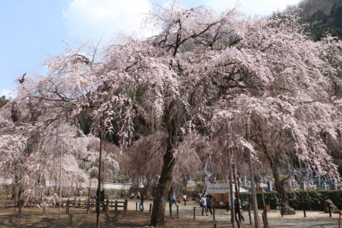 清雲寺のしだれ桜