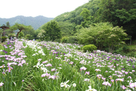 花しょうぶ